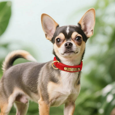 Personalized PU Leather Dog Collar Soft Padded Pet Dog Collars Durable Puppy Necklace Free Custom for Small Medium Large Dogs - Comfeasy